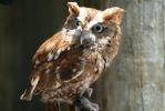 PICTURES/Tennessee Aquarium in Chattanooga/t_Eastern Screech Owl3.JPG